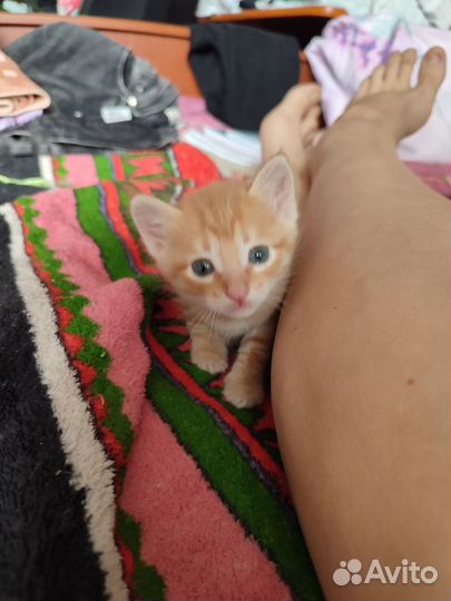 Котята в добрые руки бесплатно