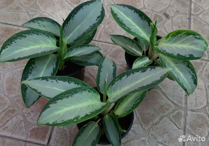 Комнатные растения цветы