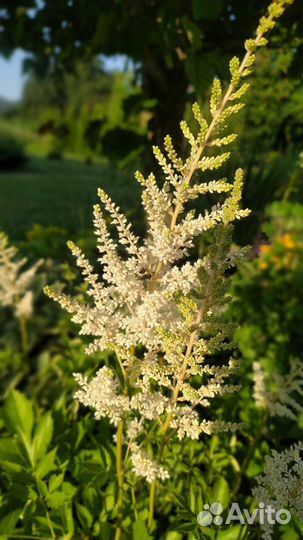 Саженцы астильбы