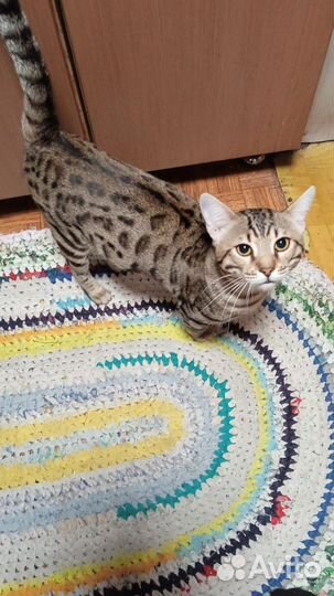 Котенок девочка