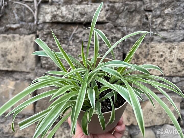 Хлорофитум