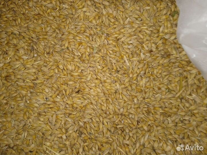 Ячмень, пшеница, овёс, горох, кукуруза