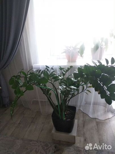 Замиокулькас