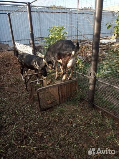 Нубийские козы молодые дойные две