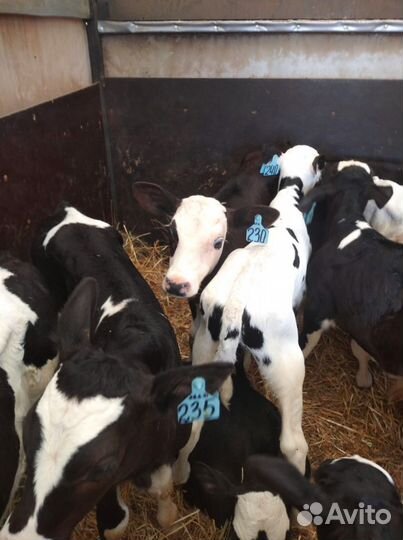 Телята доставка с выбором