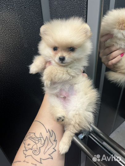 Померанский шпиц мини