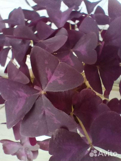 Кислица оксалис