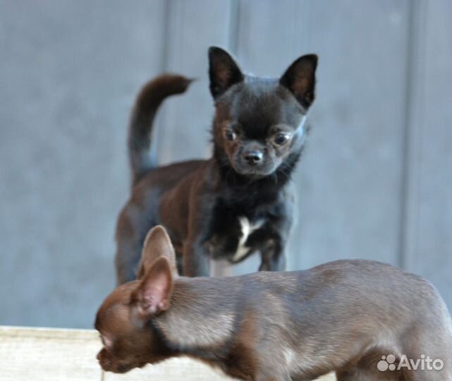 Кобель Чихуахуа