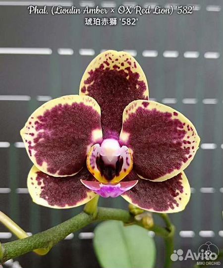Орхидея фаленопсис Lioulin Amber x OX Red Lion