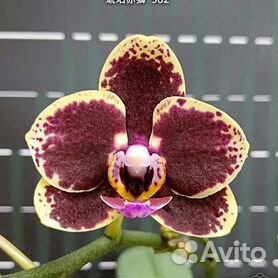 Как отсадить детку орхидеи в домашних условиях ради размножения экзотического цветка