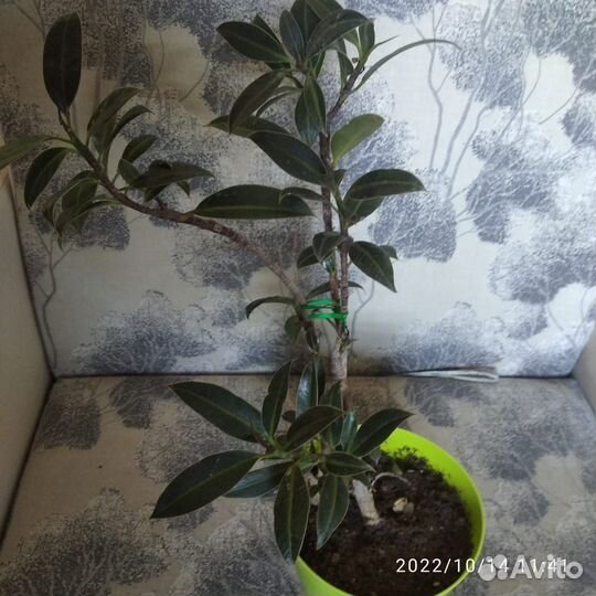 Цветы для дома и дачи