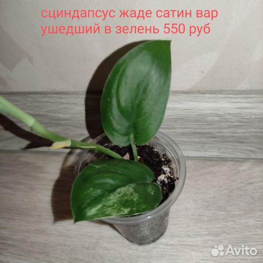 Разные комнатные растения 2