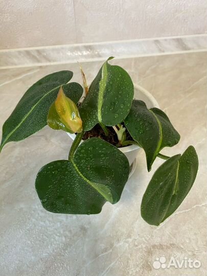 Филодендрон, Сциндапсус, Сингониум, Эпипремнум