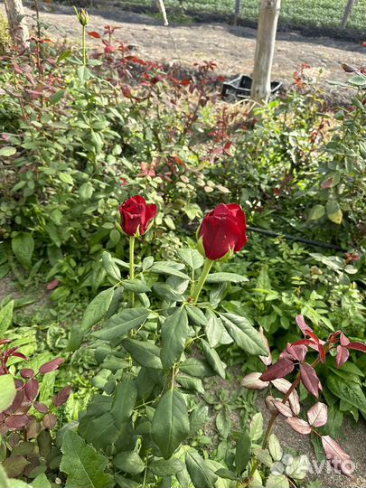 Роза сорт Эксплорэр