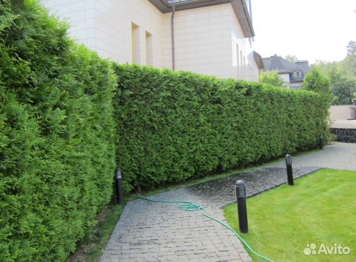 Туи сортовые:Смарагд,Брабант,Колумна 1,2 м