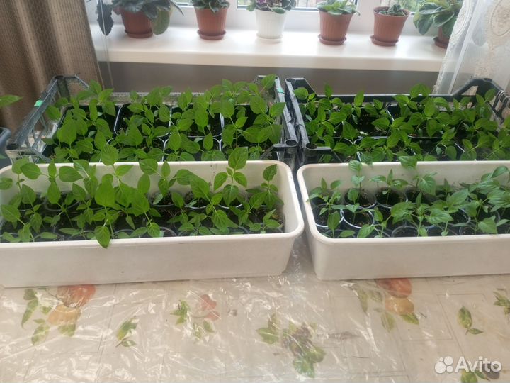 Рассада помидор и перцев