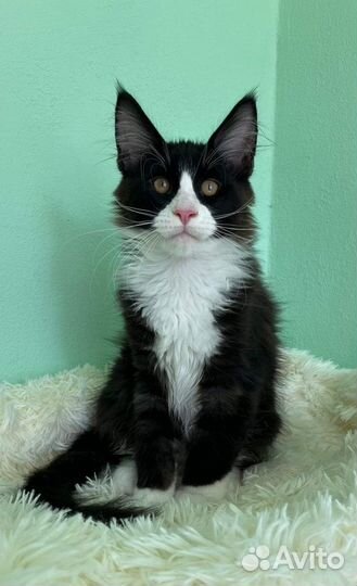 Мейн-кун котики 4 месяца