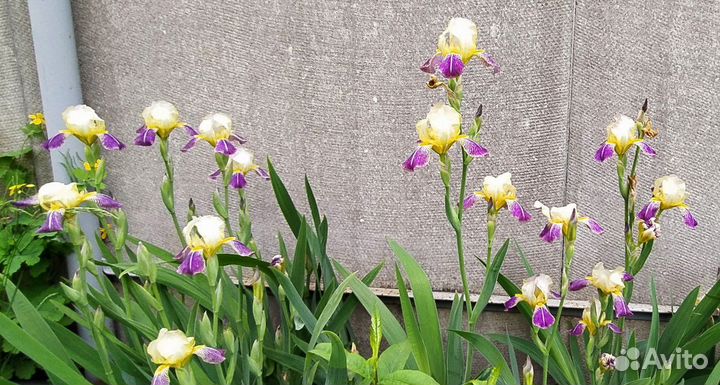 Цветы ирис