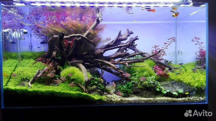 Оформление аквариумов,консультации,коряги