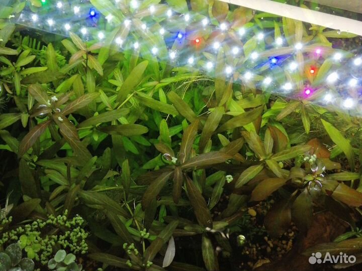 Аквариумные растения