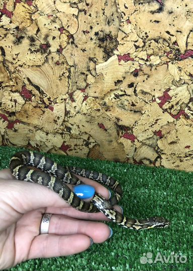 Амурский полоз Чёрная змея