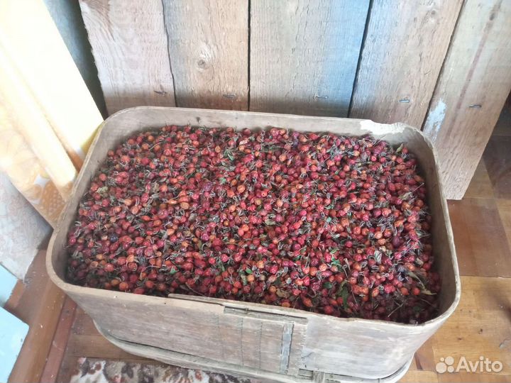 Шиповник сушеный