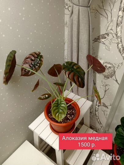 Комнатные растения