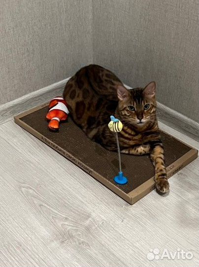 Новые когтеточки-лежанки для кошек