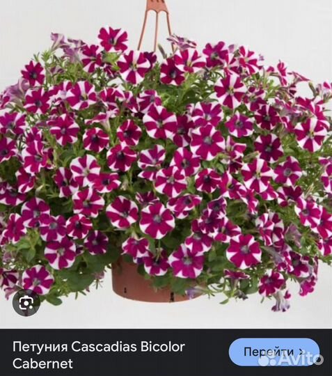 Петуния, петхоа, сурфиния, калиброхоа