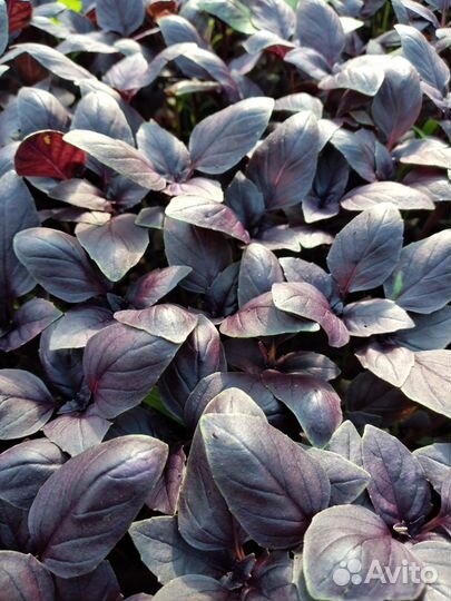 Рассада помидор, перца, капусты, базилика