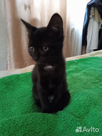 Котенок