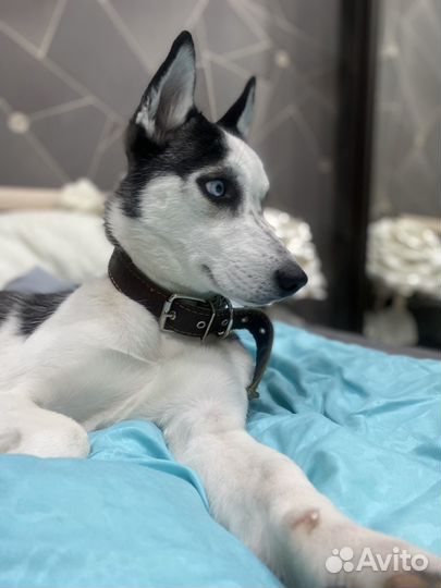 Сибирский хаски