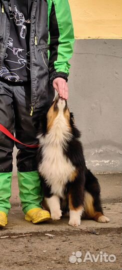 Дрессировка собак Одинцово, Трехгорка, Сколковский