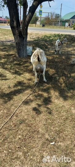 Продам Козочек ценыразные на кажд/всех вместе 95к