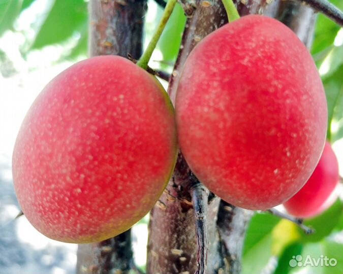 Слива Селигран (подвой бессея), саженцы окс