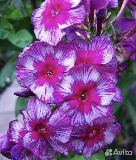 Флокс Наташа