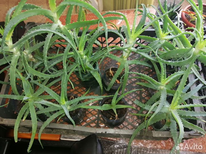 Алоэ столетник