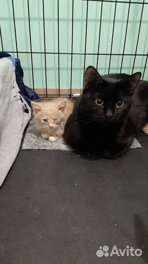 Ласковая кошка 1 год, в добрые руки