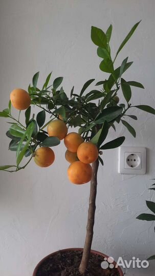 Дерево мандариновое