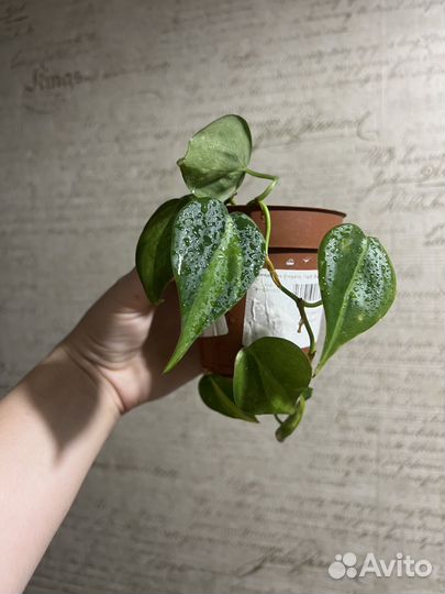 Филодендрон медиопикта триколор