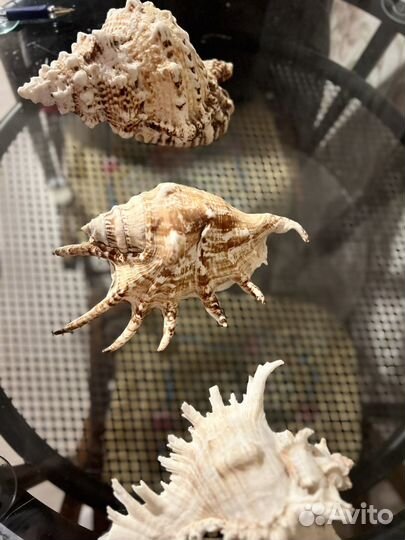 Большие ракушки морские