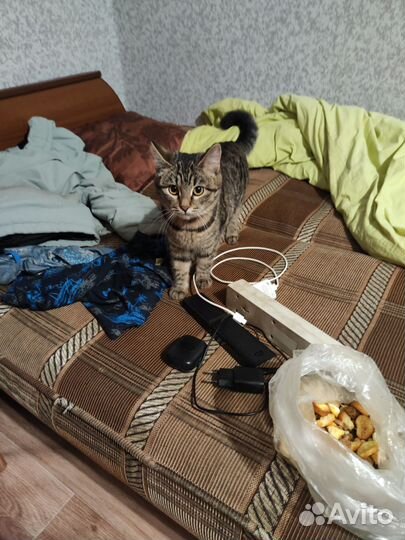 Найдена кошка