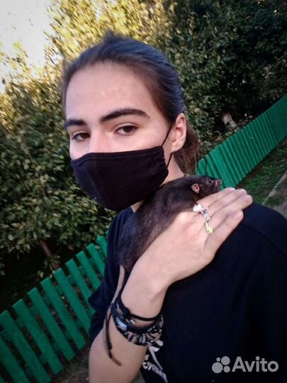 Крыса дамбо