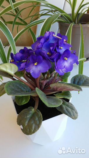 Фиалка фиолетовая