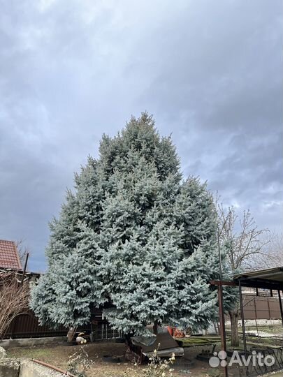 Ель голубая