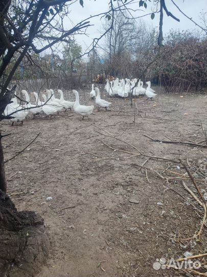 Продаю гусей на племя и на мясо