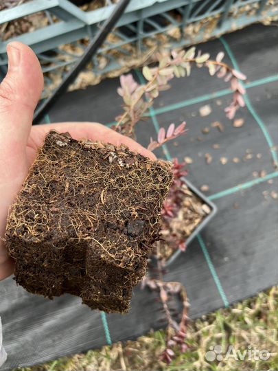 Клюква садовая саженцы