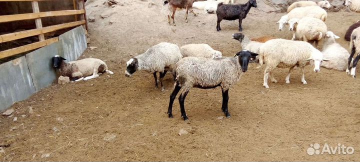 Овцематки романовской породы