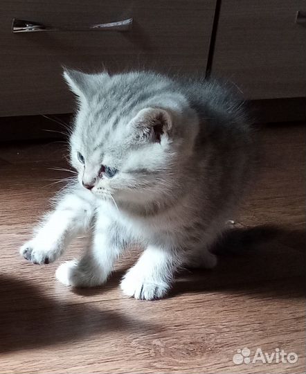 Шотландские котята