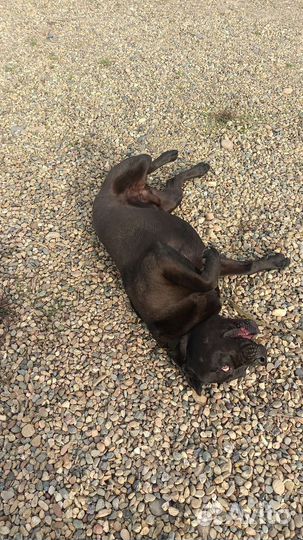 Достойный кобель ищет правильную девочку